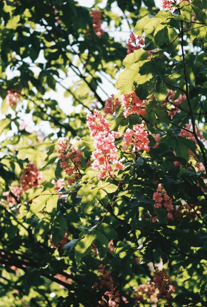 Photo argentique de fleurs, prise en Ardèche