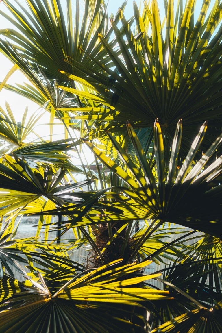 Photo du jardin des plantes de Rouen