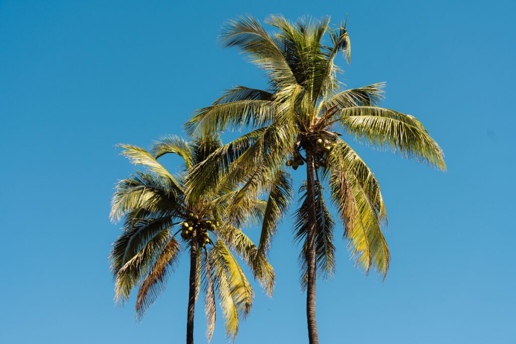 Photographie de palmier de l'ile de le Réunion